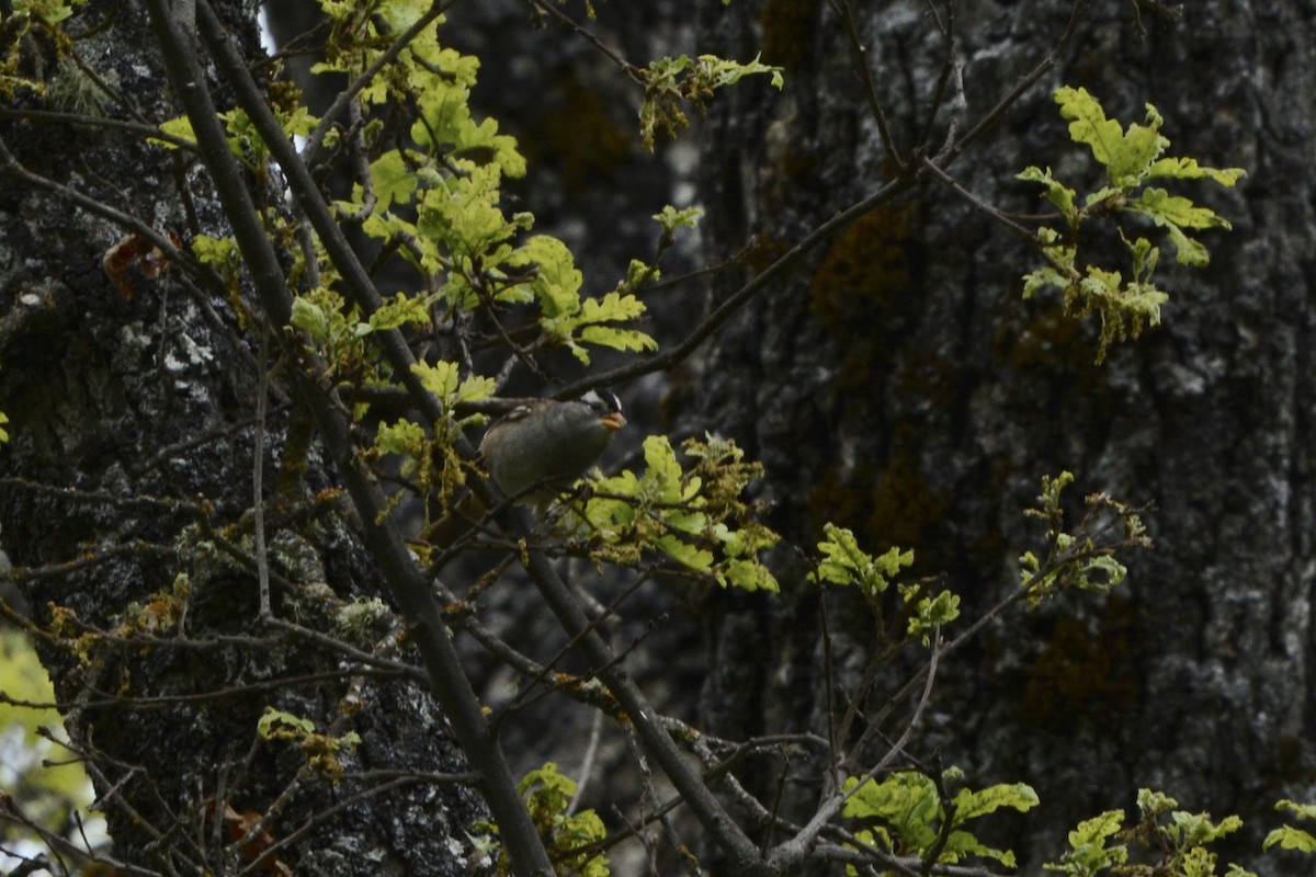 White-crowned Sparrow - ML617861738