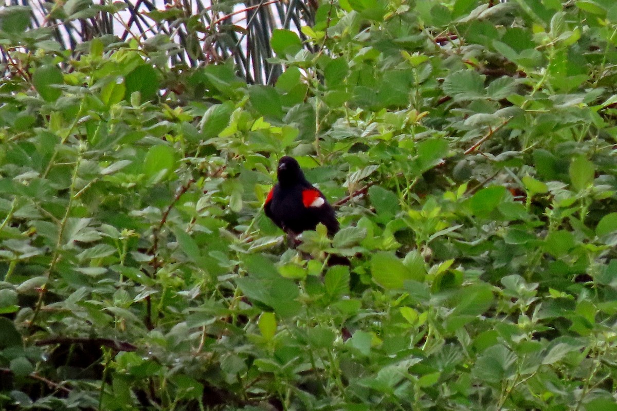 Tricolored Blackbird - Suzanne Hutchinson