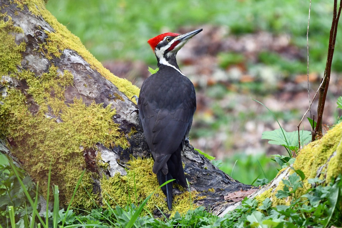 Pileated Woodpecker - Steve Hawes