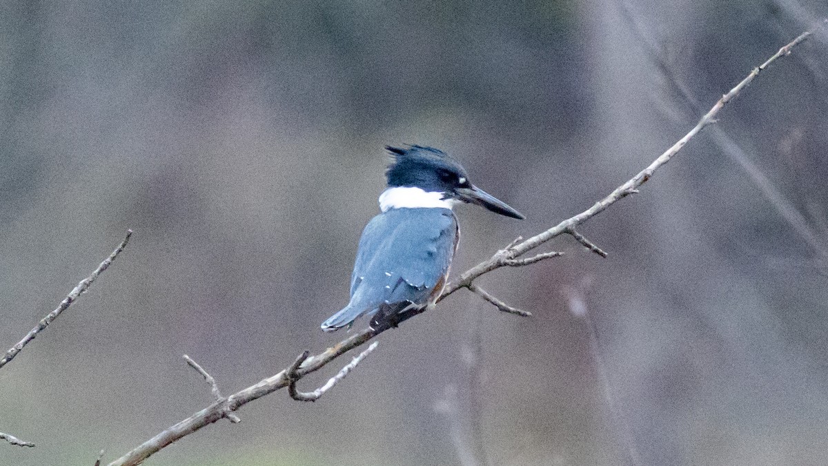 Belted Kingfisher - ML617861831