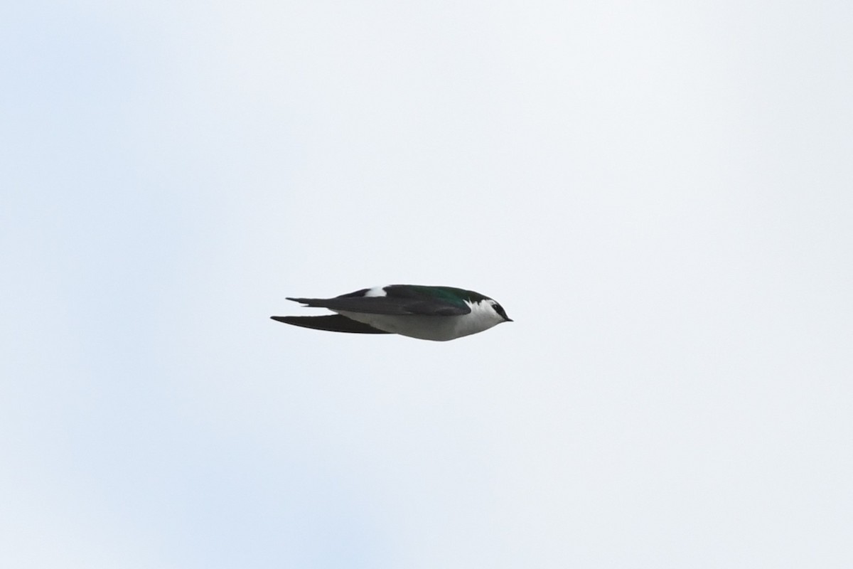 Violet-green Swallow - ML617861848
