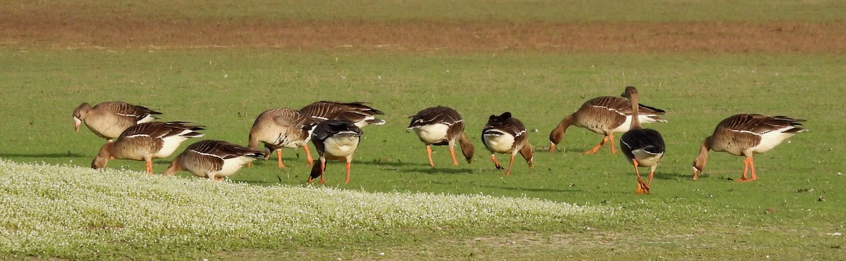 Greater White-fronted Goose - Sharon Wilcox