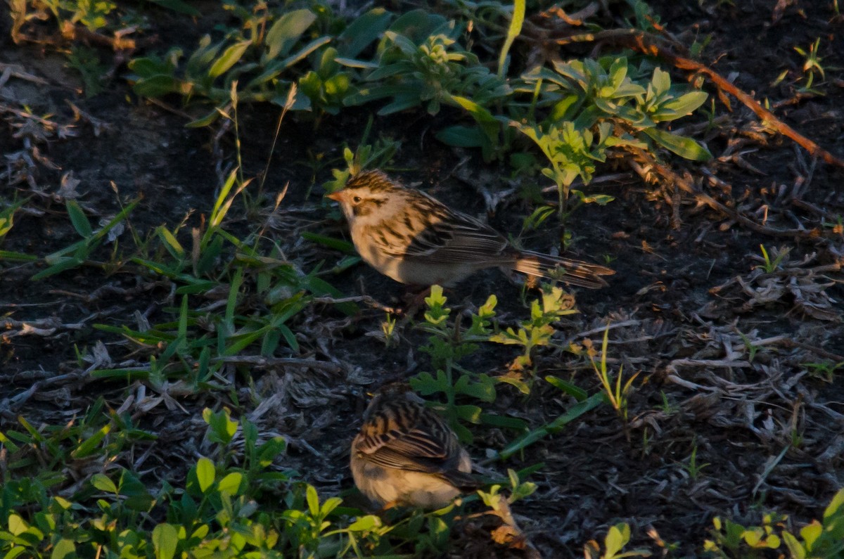 Clay-colored Sparrow - ML617861861