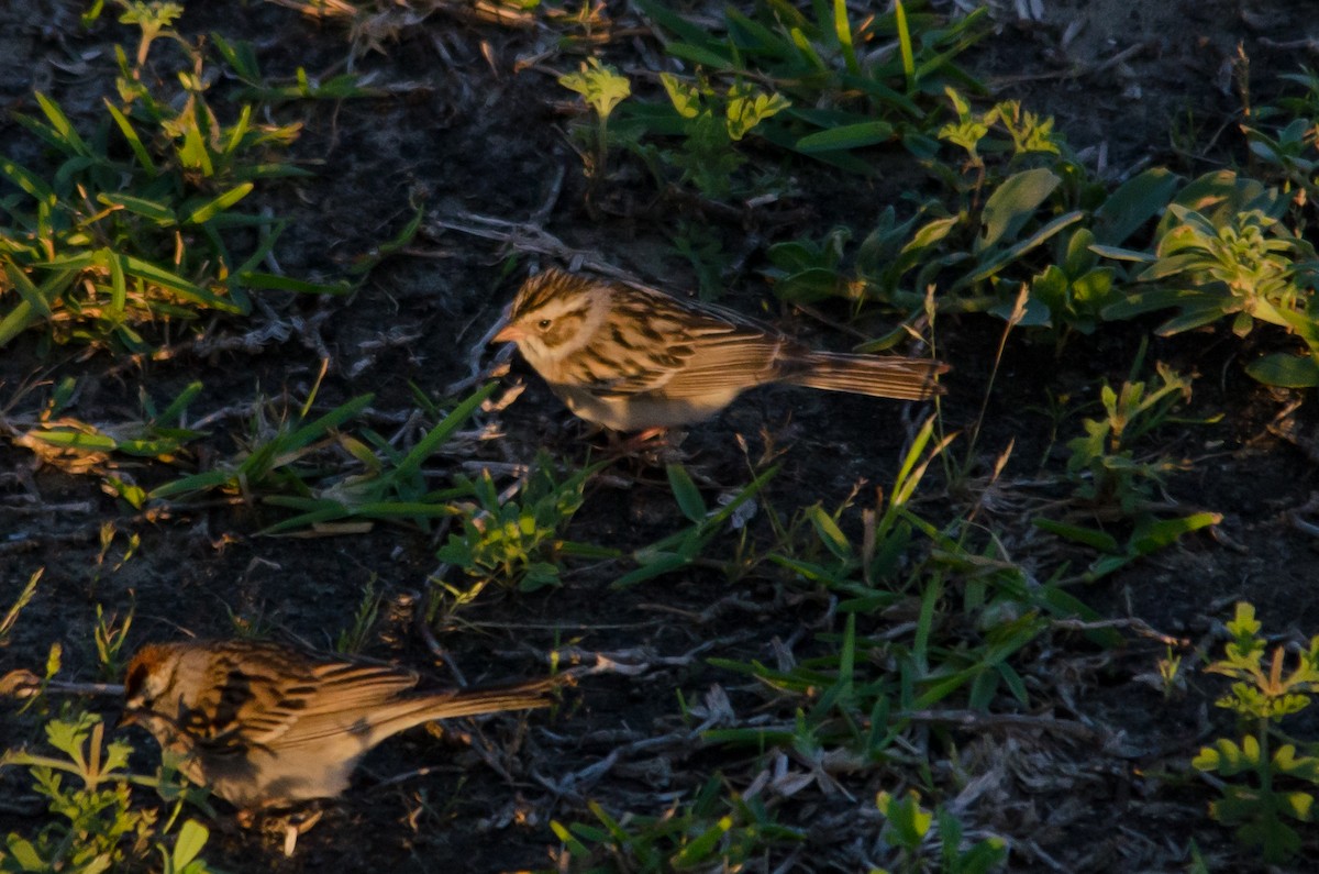Clay-colored Sparrow - ML617861862