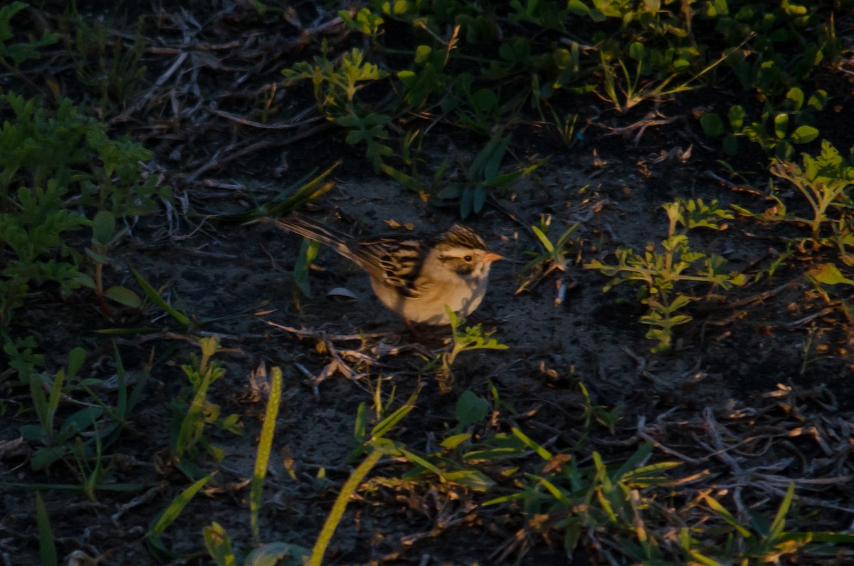 Clay-colored Sparrow - ML617861863