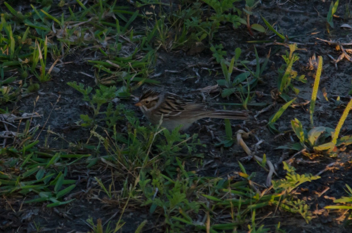 Clay-colored Sparrow - ML617861864