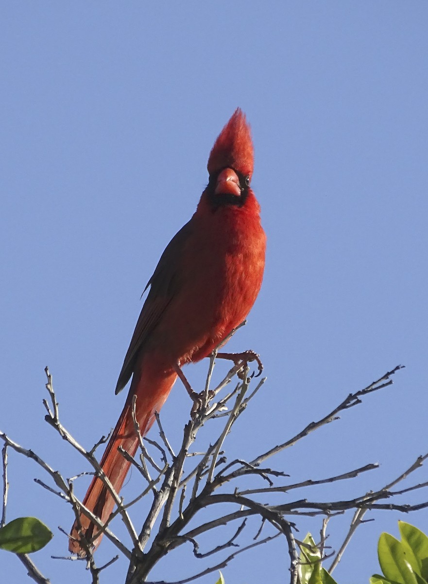 Красный кардинал - ML617861906