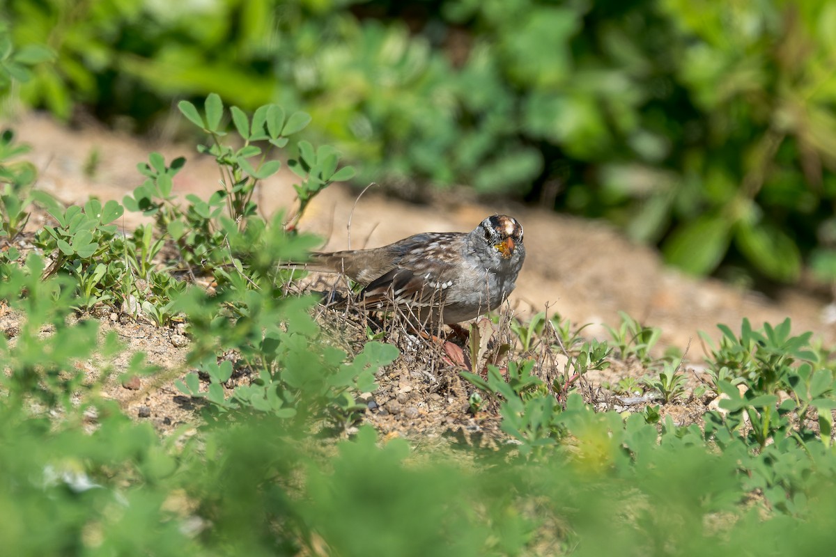 White-crowned Sparrow - ML617861910