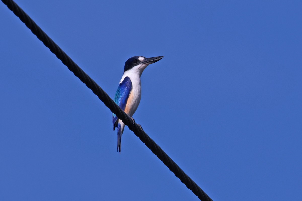 Forest Kingfisher - ML617861951