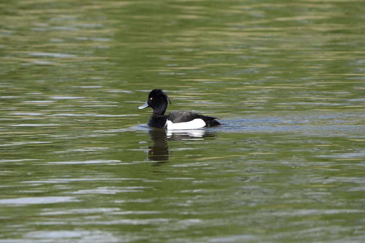Tufted Duck - ML617861983