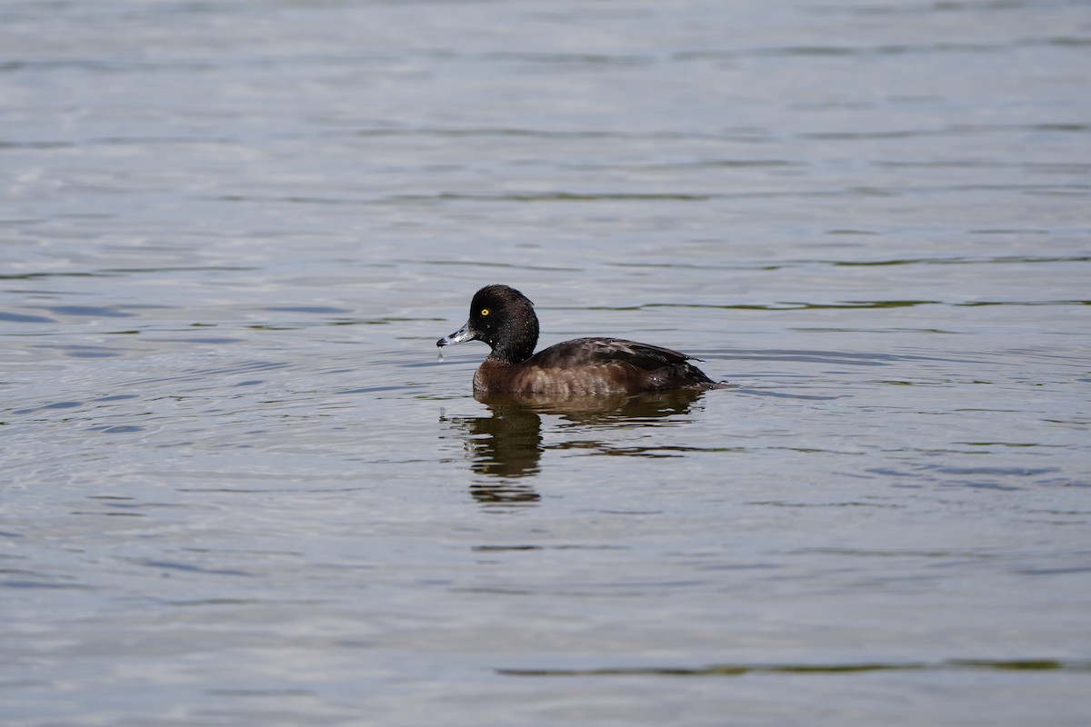 Tufted Duck - ML617861984
