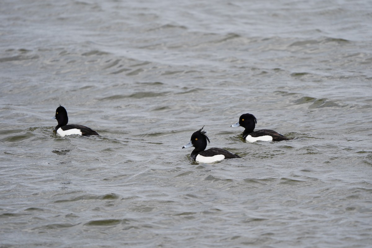 Tufted Duck - ML617861985