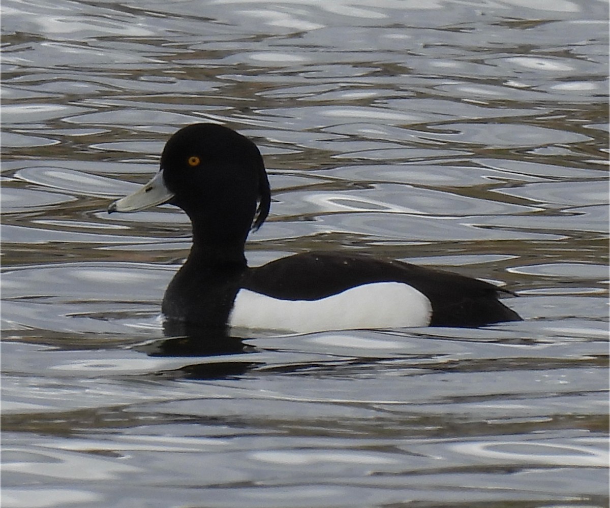 Tufted Duck - ML617861987