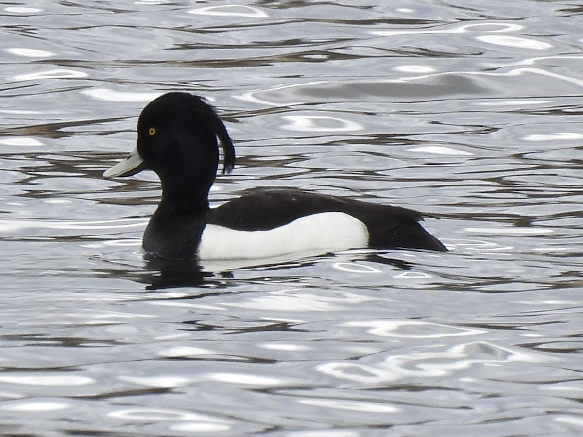 Tufted Duck - ML617861988