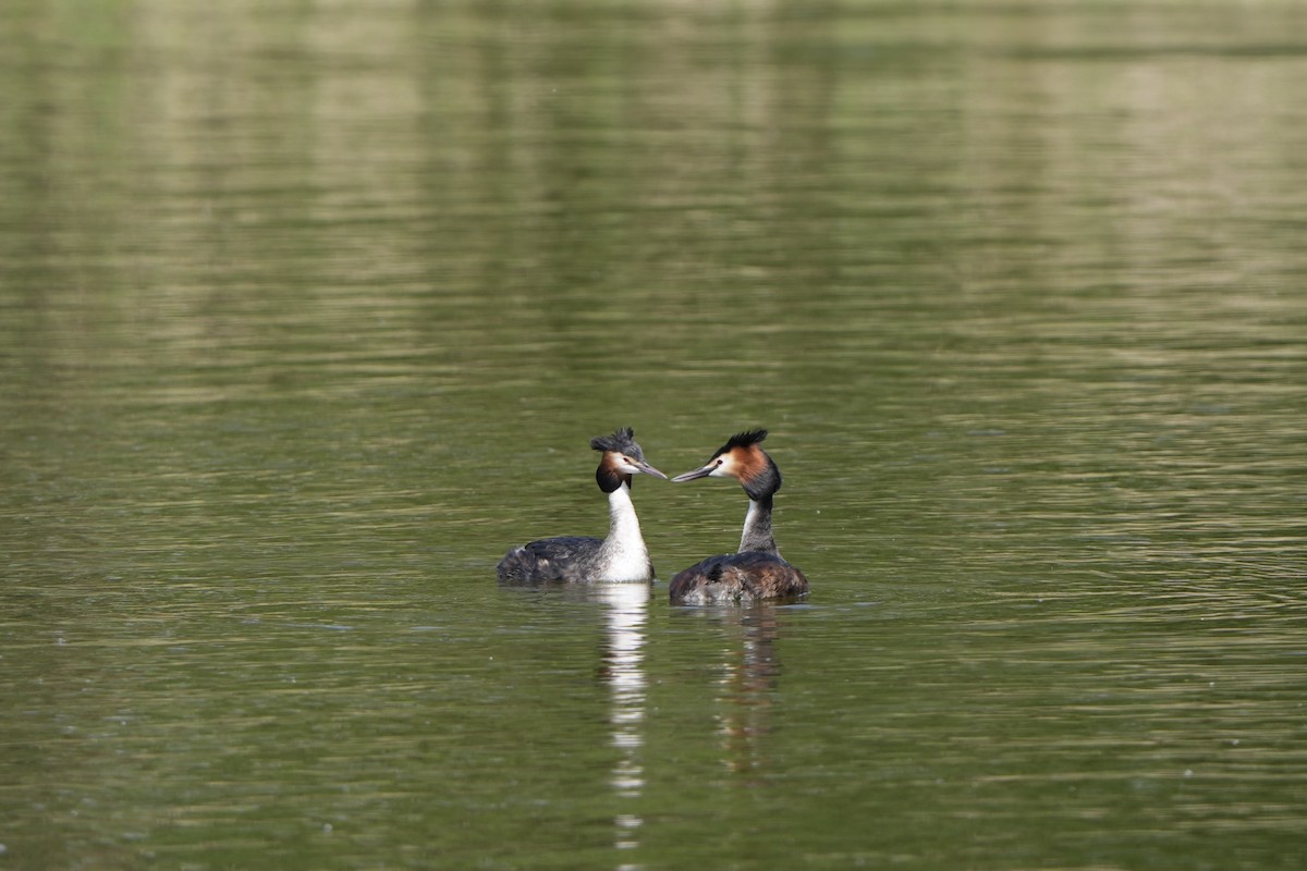 Great Crested Grebe - ML617861992