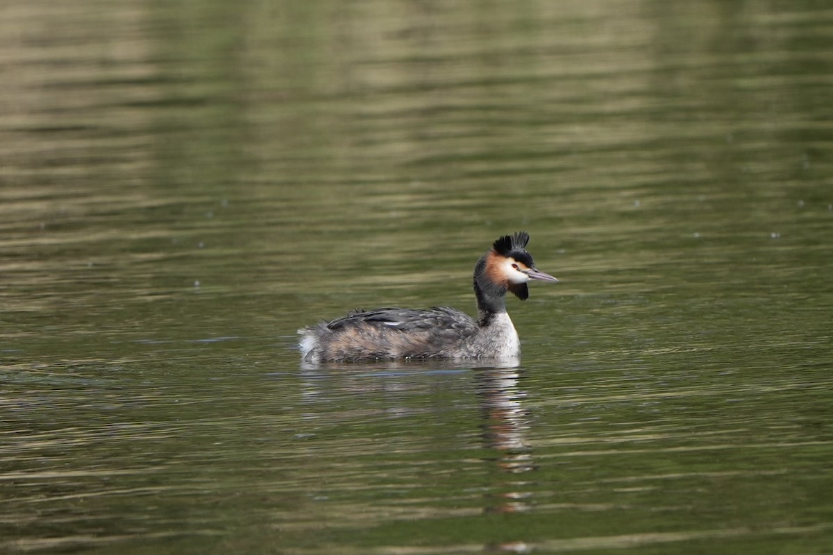 Great Crested Grebe - ML617861993