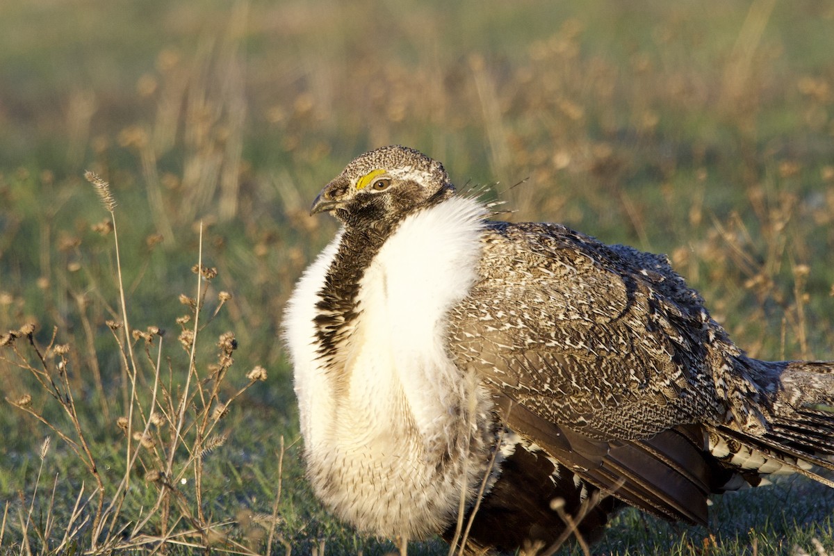 Greater Sage-Grouse - ML617861994