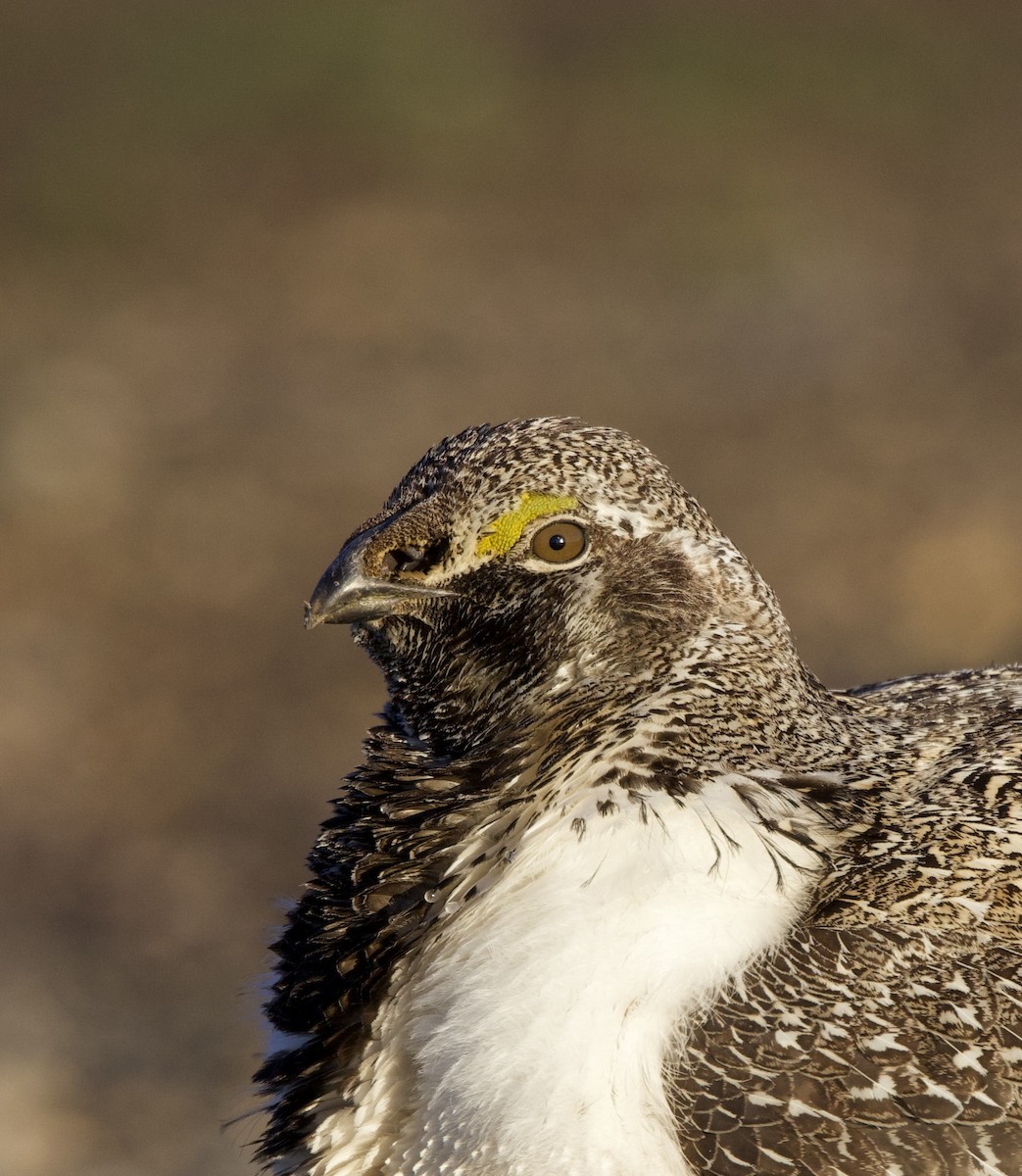 Greater Sage-Grouse - ML617861995