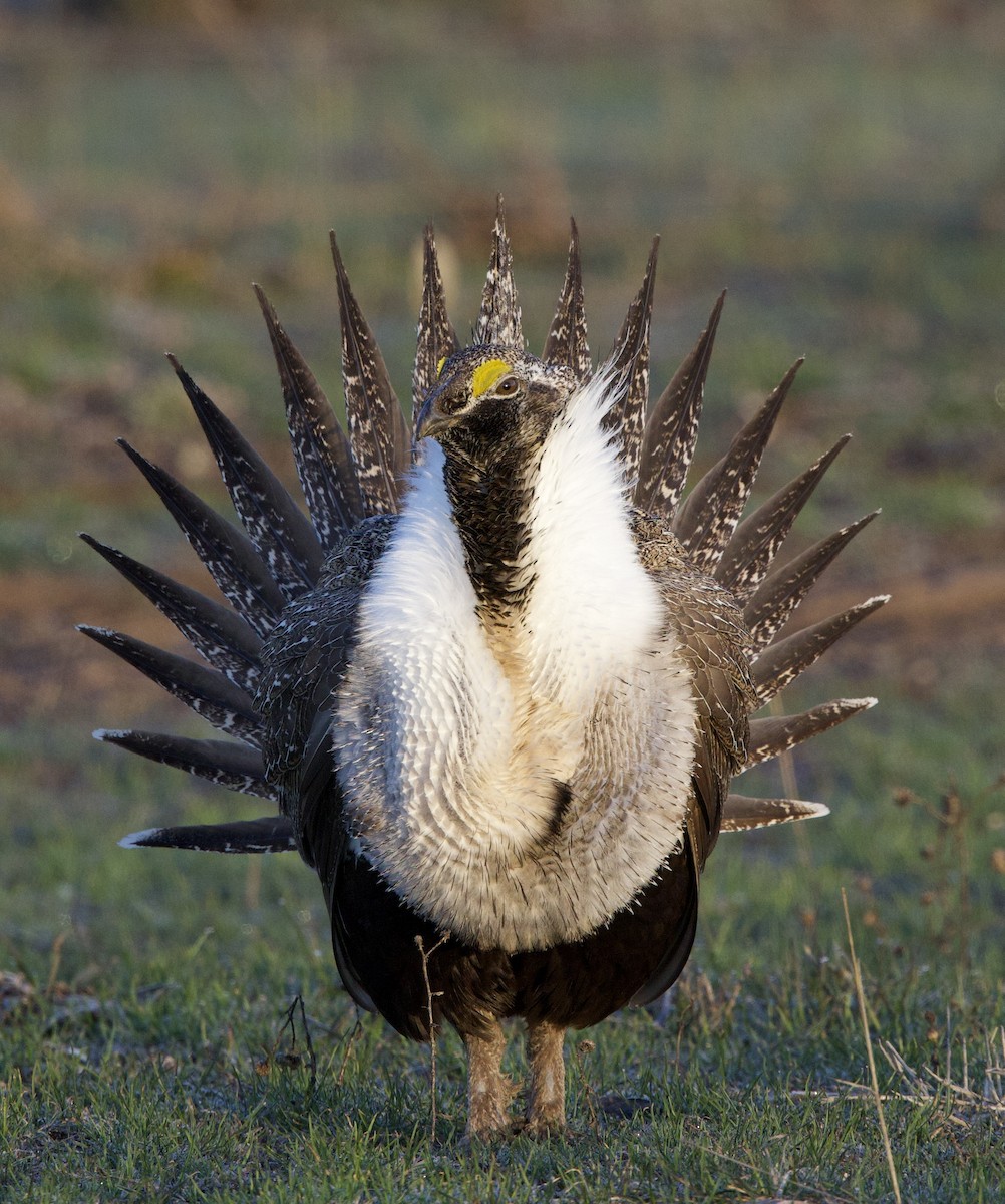 Greater Sage-Grouse - ML617861996