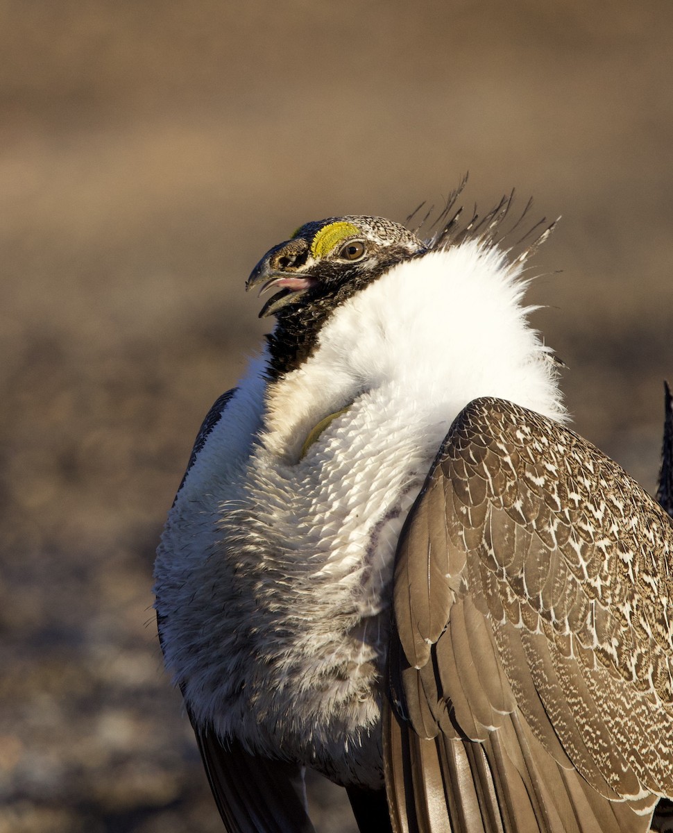 Greater Sage-Grouse - ML617861997