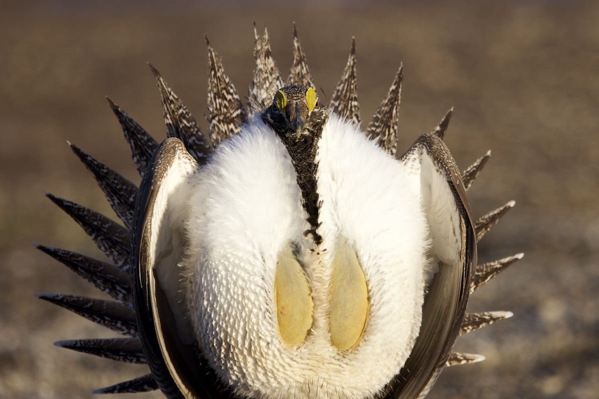 Greater Sage-Grouse - ML617861998