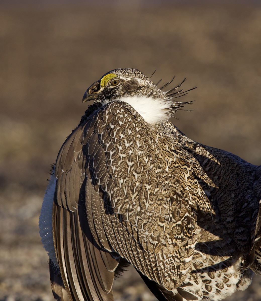 Greater Sage-Grouse - ML617861999