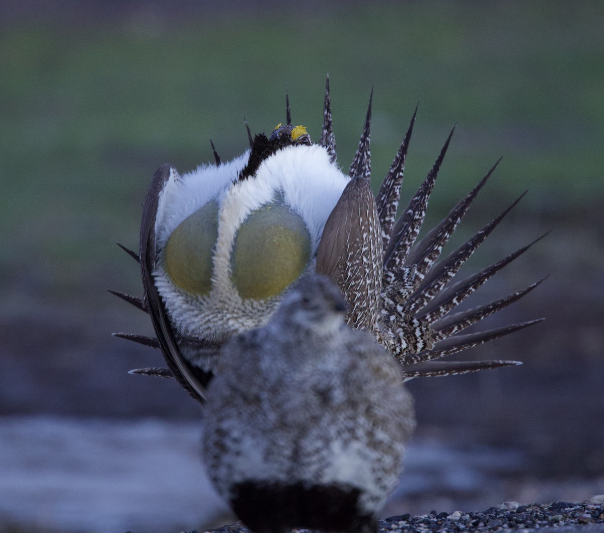 Greater Sage-Grouse - ML617862000