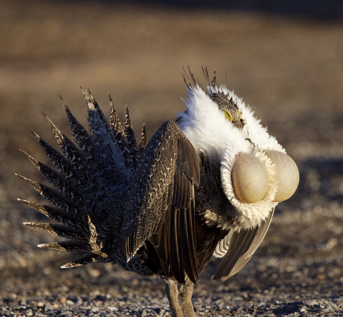 Greater Sage-Grouse - ML617862001