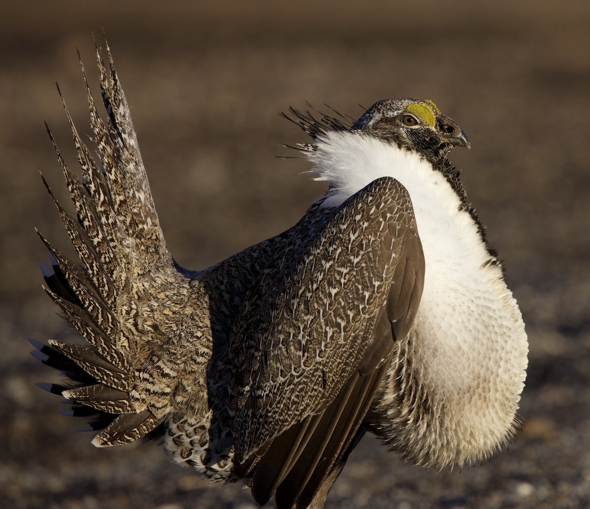 Greater Sage-Grouse - ML617862002