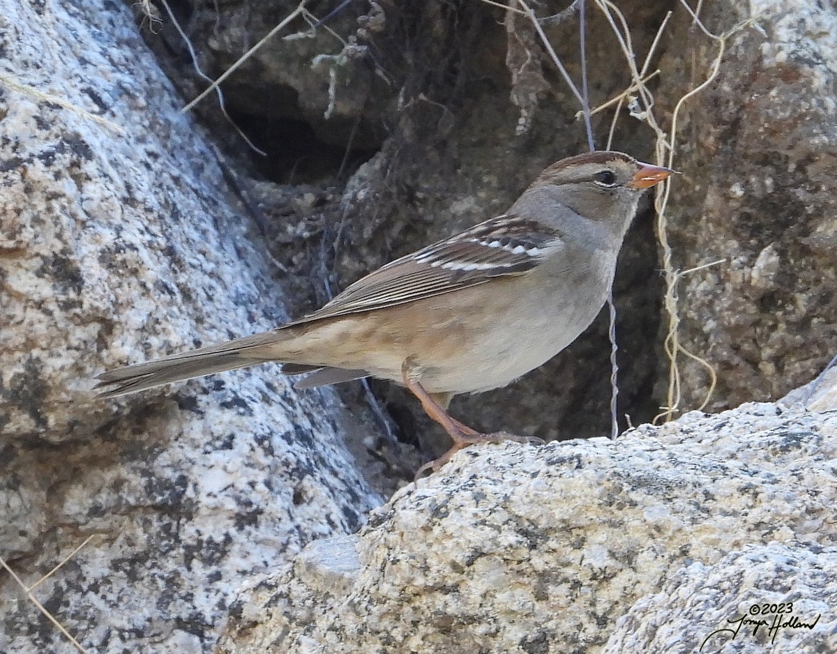 White-crowned Sparrow (Gambel's) - ML617862053