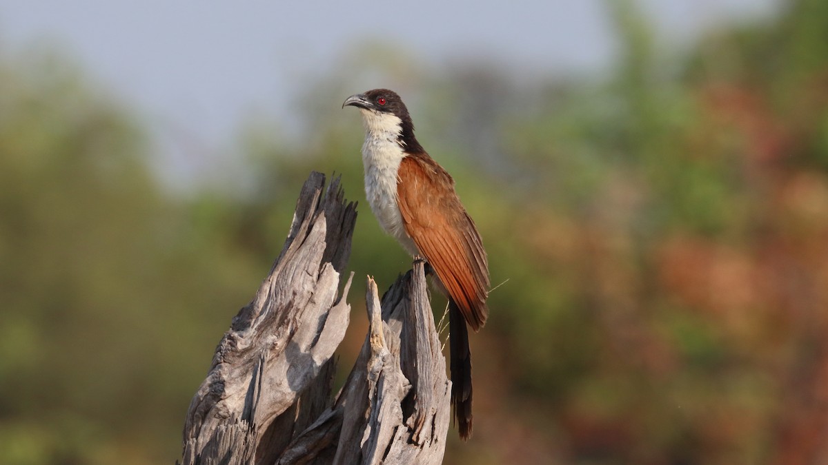 Coppery-tailed Coucal - ML617862088