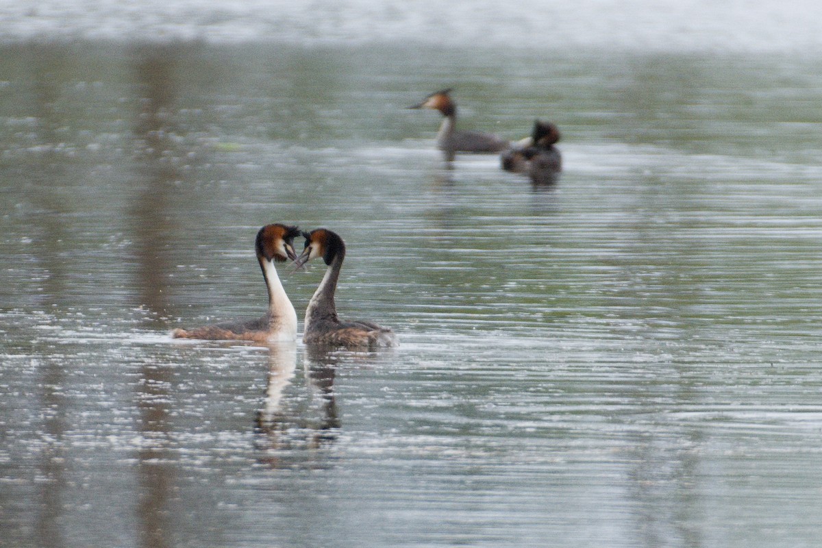 Great Crested Grebe - ML617862094