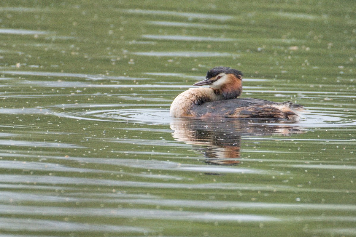 Great Crested Grebe - ML617862097