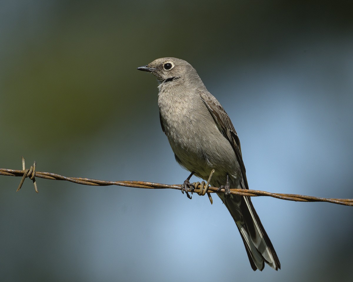 Townsend's Solitaire - ML617862113