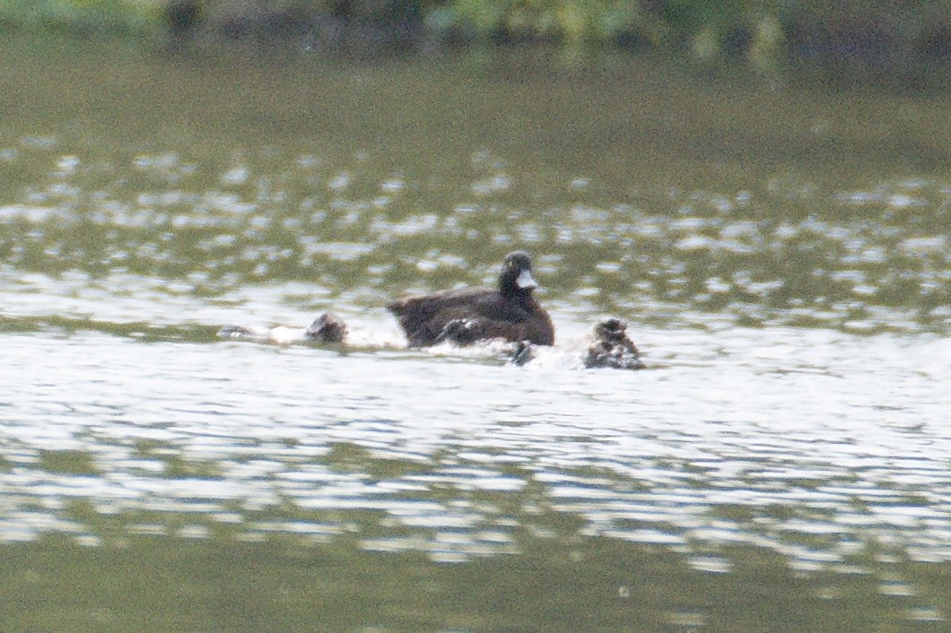Tufted Duck - ML617862122