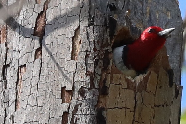 Red-headed Woodpecker - ML617862140