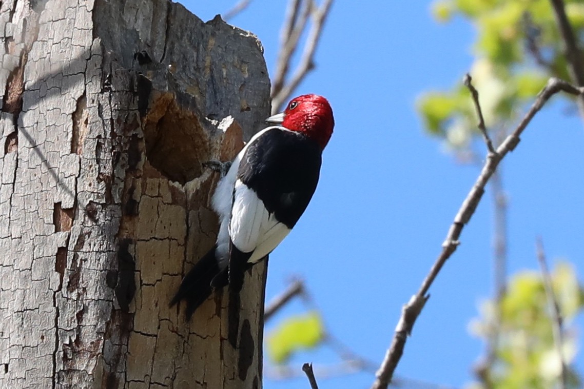 Red-headed Woodpecker - ML617862141