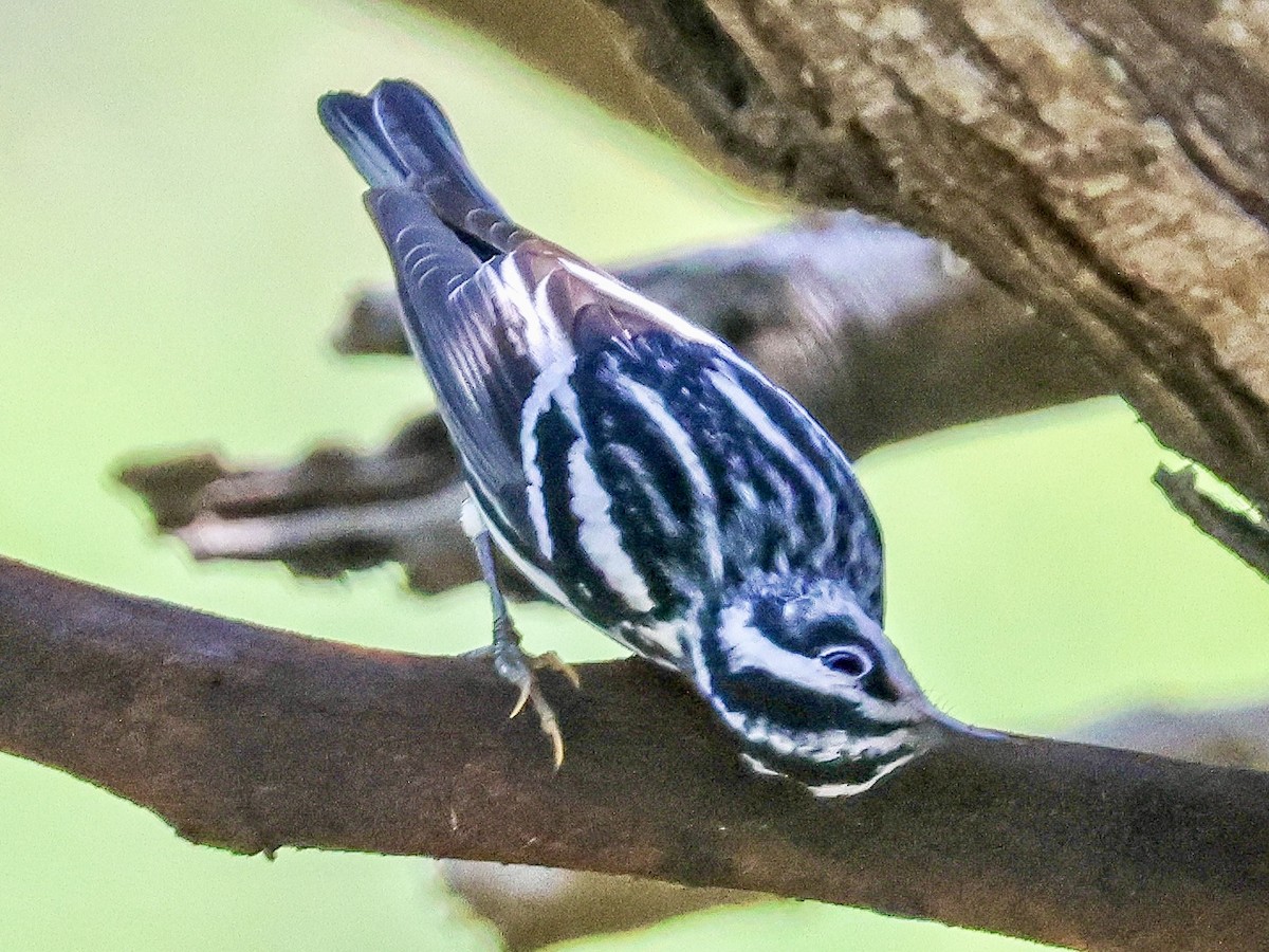 Black-and-white Warbler - ML617862146