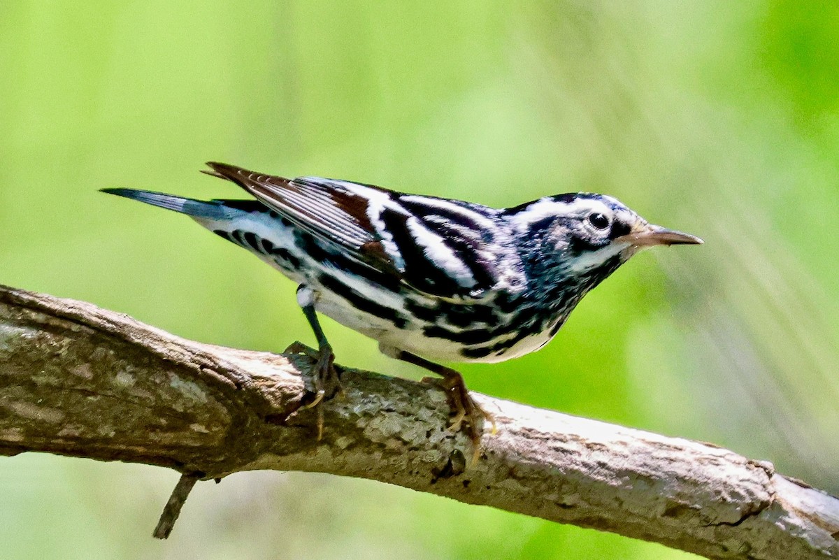 Black-and-white Warbler - ML617862147