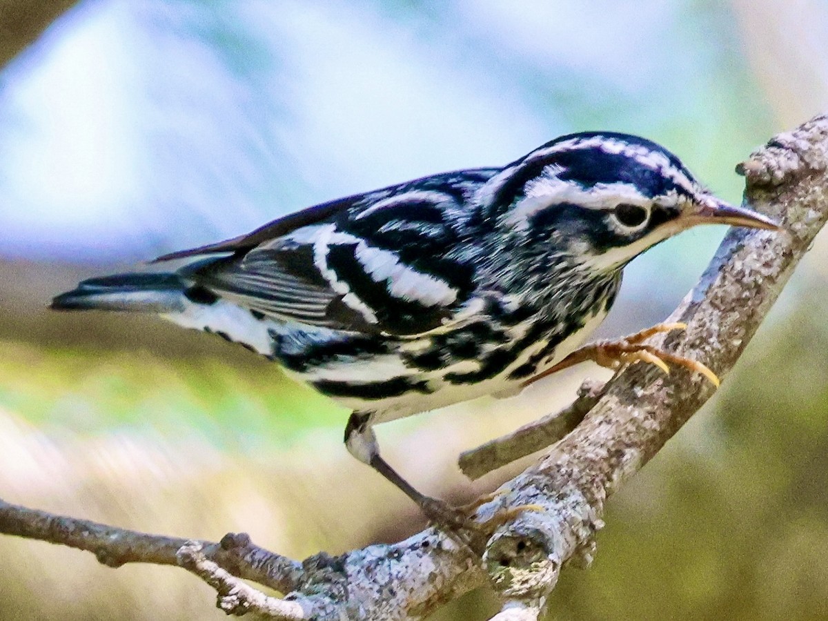 Black-and-white Warbler - ML617862148