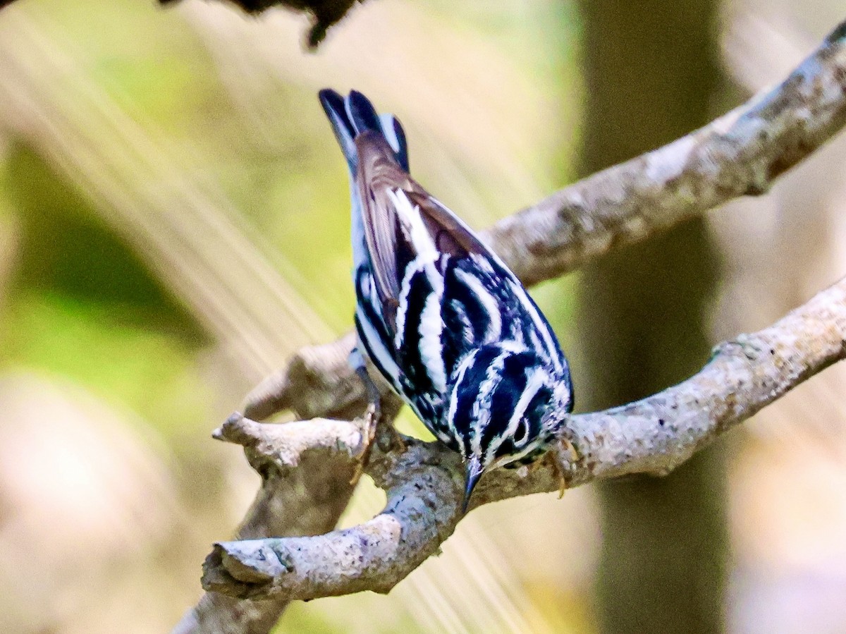 Black-and-white Warbler - ML617862150