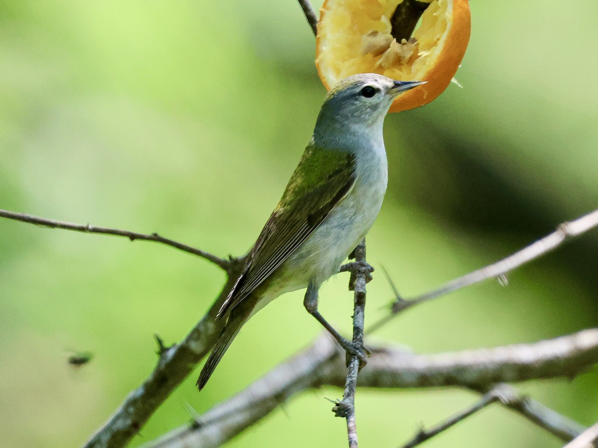 Tennessee Warbler - Ron Pozzi