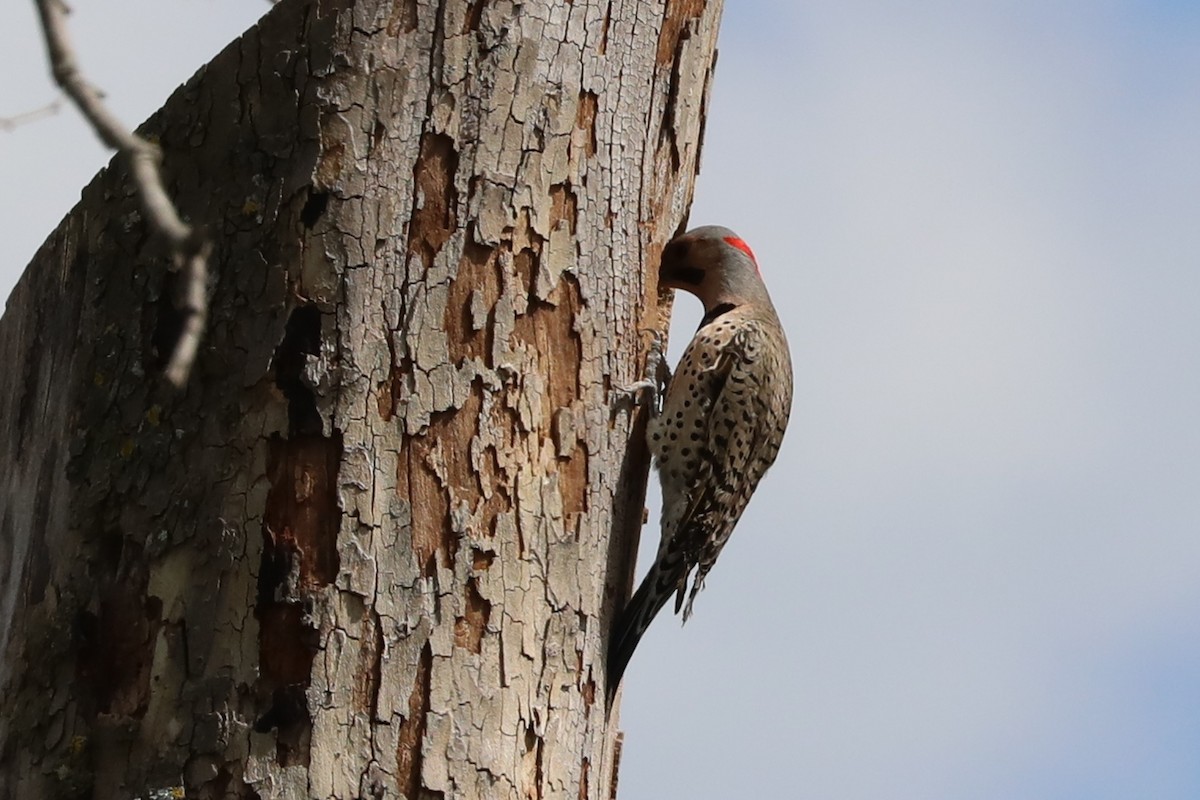 Northern Flicker (Yellow-shafted) - ML617862182