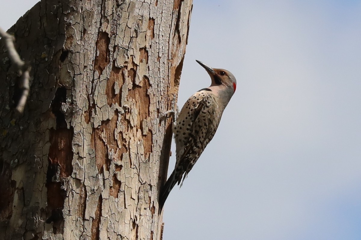 Northern Flicker (Yellow-shafted) - ML617862183