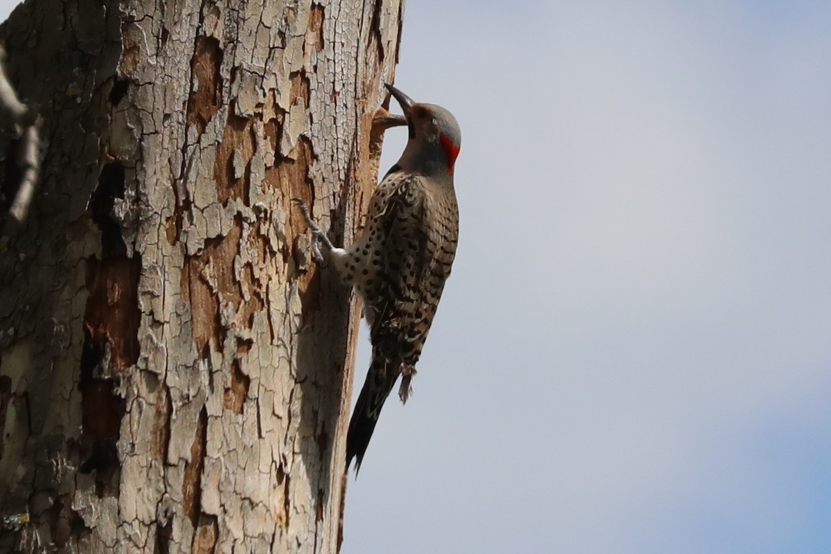 Northern Flicker (Yellow-shafted) - ML617862184