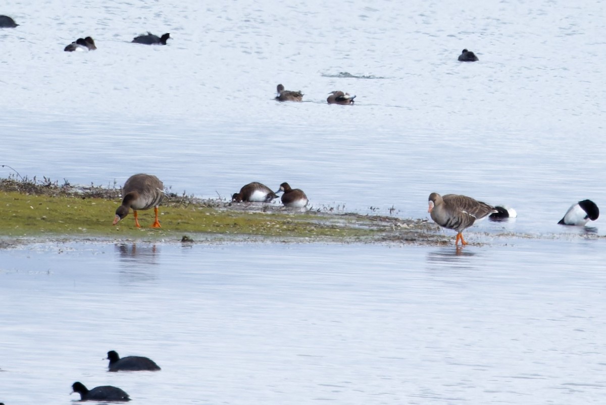 Greater White-fronted Goose - ML617862249