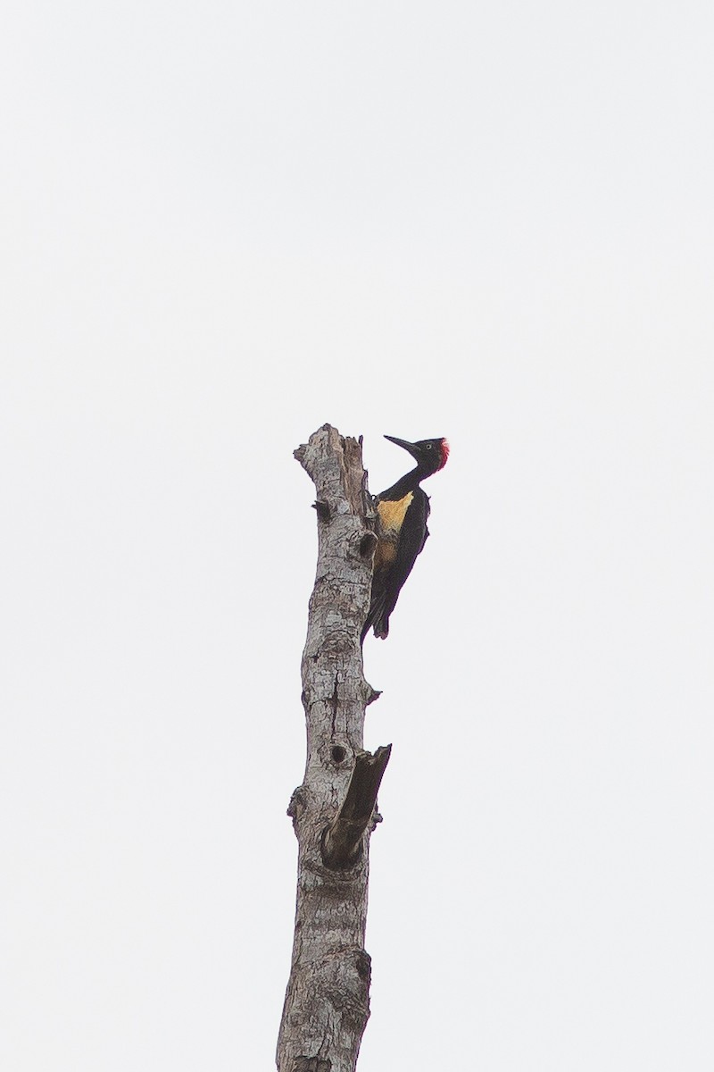White-bellied Woodpecker - ML617862287