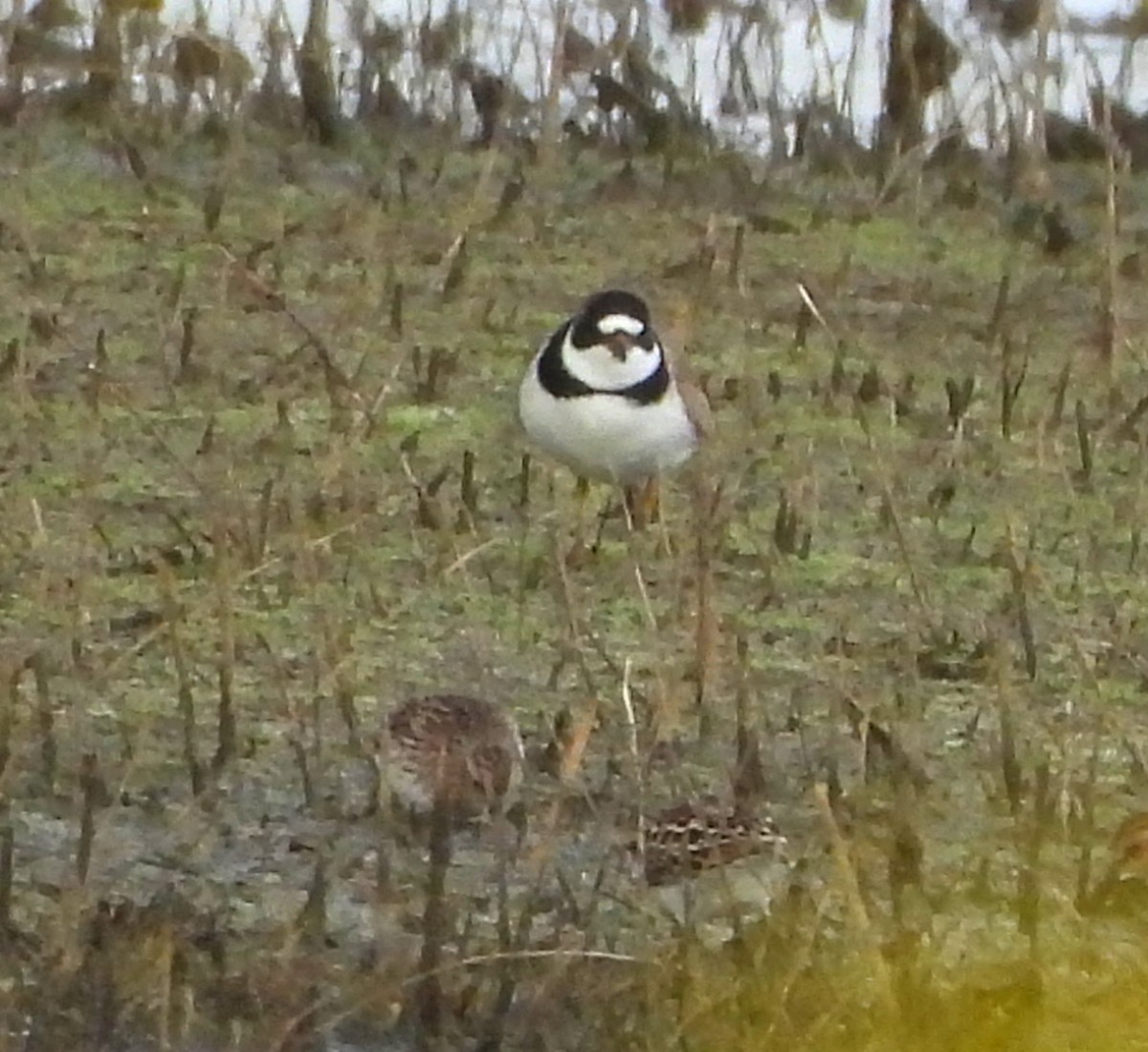 Semipalmated Plover - ML617862332