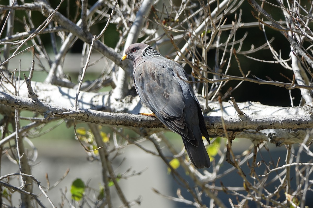 Band-tailed Pigeon - ML617862353
