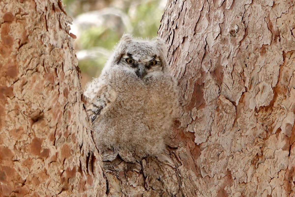 Great Horned Owl - ML617862455